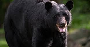 black bear walking with mouth open